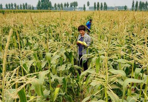 三部委：將水稻、玉米、小麥三大糧食作物制種納入中央財(cái)政農(nóng)業(yè)保險(xiǎn)保險(xiǎn)費(fèi)補(bǔ)貼目錄
