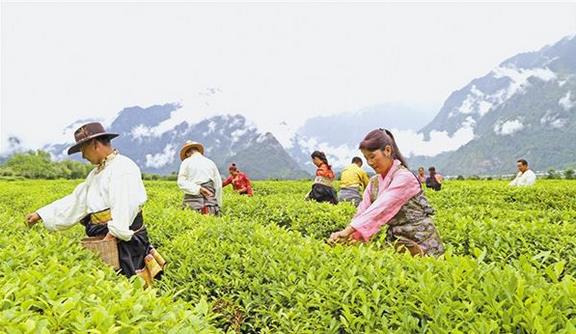 截至2018年底，西藏貧困人口已降至15萬人，貧困發(fā)生率下降到6%以下