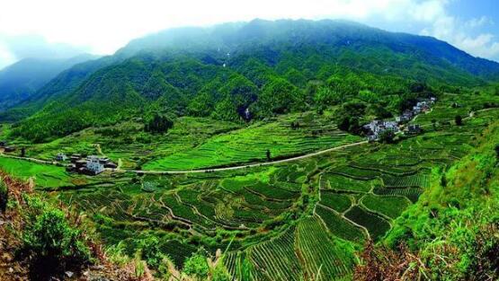 咸寧重振雄風(fēng)推進(jìn)茶文旅融合，做深做優(yōu)做強(qiáng)茶產(chǎn)業(yè)